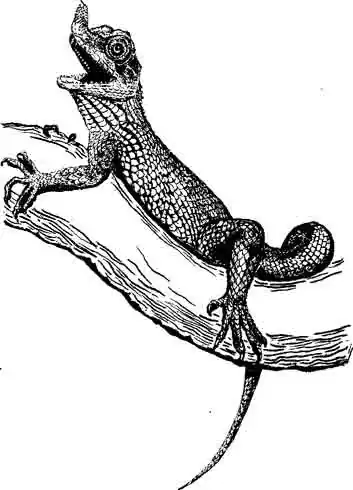 Рогатая агама Ceratophora tennenti Рогатая агама Ceratophora tennenti