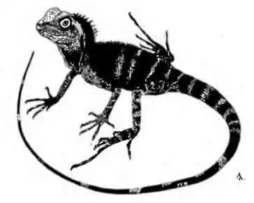 Гоноцефал Годефроя Gonocephalus godeffroi Гоноцефал Годефроя Gonocephalus godeffroi