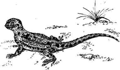 Закавказская такырная круглоголовка Phrynocephalus helioscopus persicus