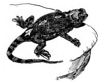 Руинный трапелюс Trapelus ruderatus