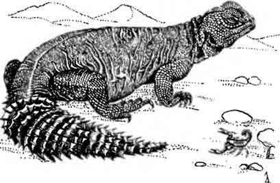 Африканский шипохвост Uromastix acanthinurus