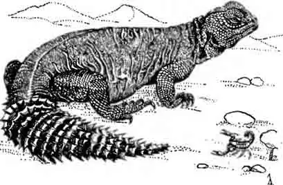 Африканский шипохвост Uromastix acanthinurus Африканский шипохвост Uromastix acanthinurus