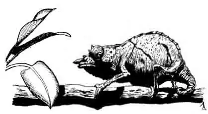 Листовидная брукезия Brookesia spectrum Листовидная брукезия Brookesia spectrum