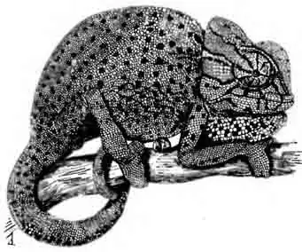 Обыкновенный хамелеон Chamaeleo chamaelon Обыкновенный хамелеон Chamaeleo chamaelon