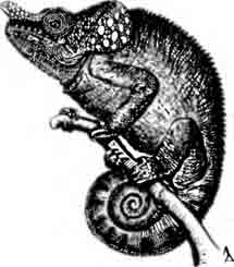 Короткорогий хамелеон Chamaeleo brevicorm's