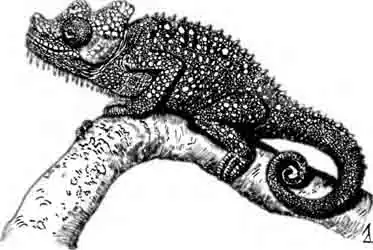 Хамелеон Хогнела Chamaeleo hochneli Хамелеон Хогнела Chamaeleo hochneli