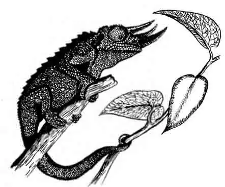 Хамелеон Джексона Chamaeleo jacksoni Хамелеон Джексона Chamaeleo jacksoni