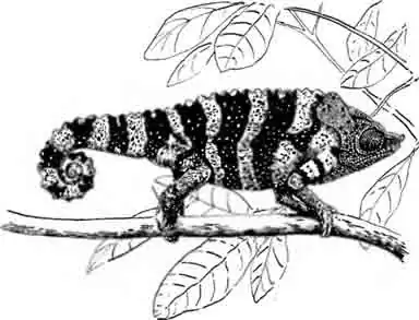 Хамелеон Меллера Chamaeleo melleri Хамелеон Меллера Chamaeleo melleri