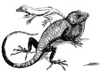 Кулебрский анолис Anolis roosvelti