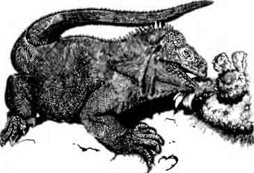 Обыкновенный конолоф Conolophus subcristatus