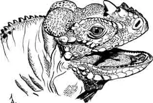 Игуана-носорог Cyclura cornuta Игуана-носорог Cyclura cornuta