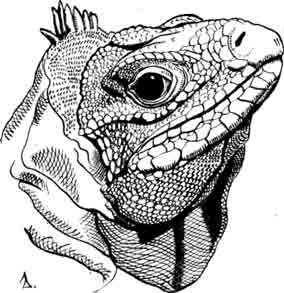 Андросская циклура Cyclura baeolopha