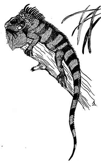 Обыкновенная игуана Iguana iguana