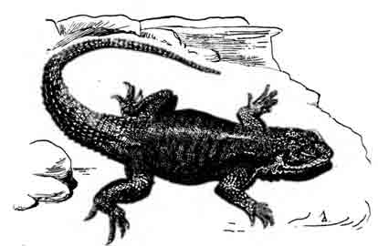 Скальный оплюрус Oplurus saxicota