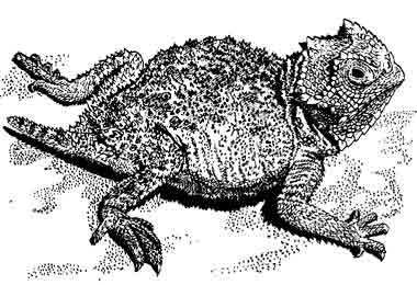 Скальная жабовидная ящерица Phrynosoma ditmarsi