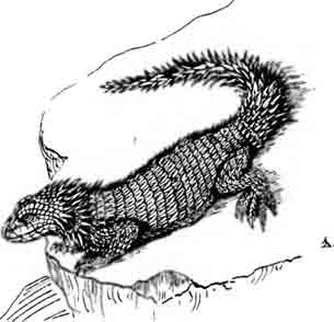Гигантский поясохвост Cordilus giganteus