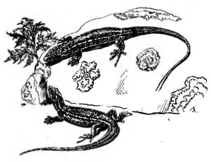 Малоазиатская ящерица Lacerta parva Малоазиатская ящерица Lacerta parva