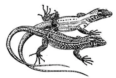 Мальтийская стенная ящерица Podarcis filfolensis Мальтийская стенная ящерица Podarcis filfolensis