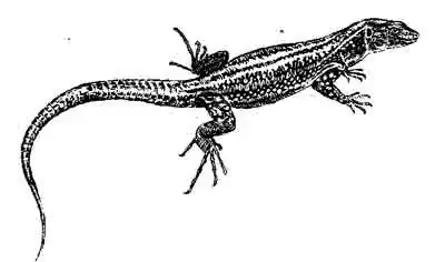 Ивисская стенная ящерица Podarcis pityusensis Ивисская стенная ящерица Podarcis pityusensis