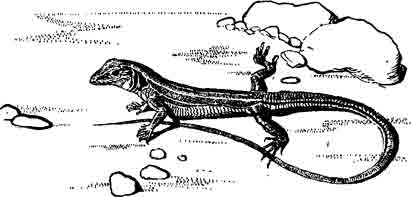 Оранжевогорлый кнемидофор Cnemidophorus hyperithrus