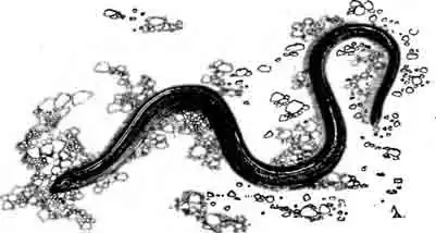 Черная безногая ящерица Aniridia pulchra nigra Черная безногая ящерица Aniridia pulchra nigra