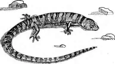 Панаминтская елгария Elgaria panamintinus Панаминтская елгария Elgaria panamintinus