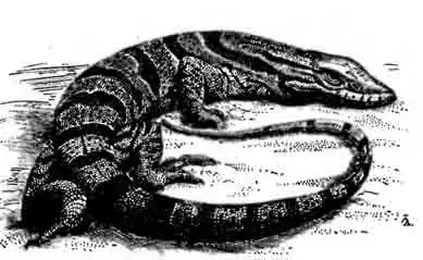 Серый варан Varanus griseus Серый варан Varanus griseus