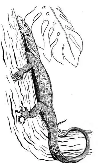 Бенгальский варан Varanus bengaliensis Бенгальский варан Varanus bengaliensis