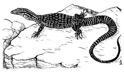 Кольцехвостый варан Varanus acanthurus
