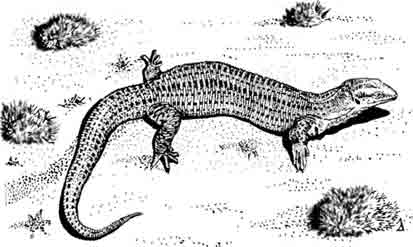 Короткохвостый варан Varanus brevicauda