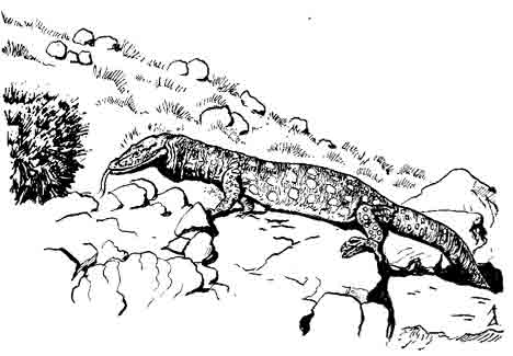 Гигантский варан Varanus giganteus