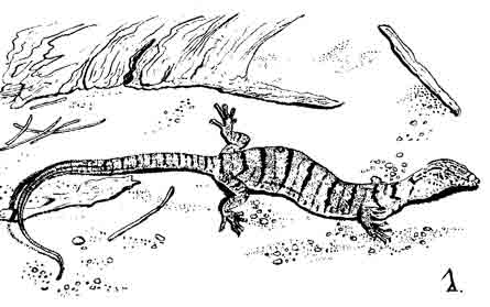 Центральноавстралийский варан Varanus gilleni