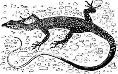 Темный варан Varanus glebopalma Темный варан Varanus glebopalma