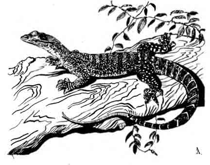 Песчаный варан, или гоанна Varanus gouldii