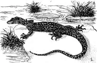 Мангровый варан Varanus indicus Мангровый варан Varanus indicus