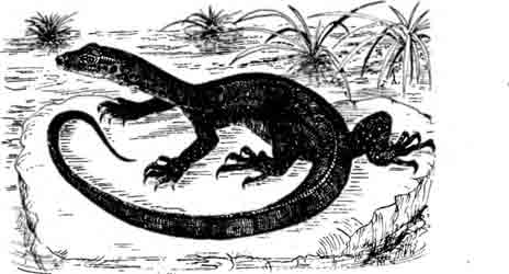 Варан Мертенса Varanus mertensi