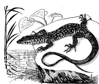 Варан Митчелла Varanus mitchelli