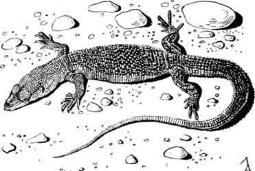 Карликовый варан Varanus primordius