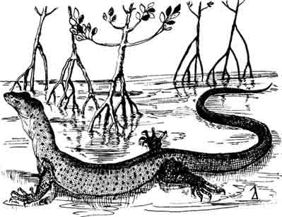 Береговой варан Varanus semiremex