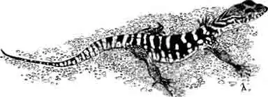 Варан Спенсера Varanus spenseri Варан Спенсера Varanus spenseri