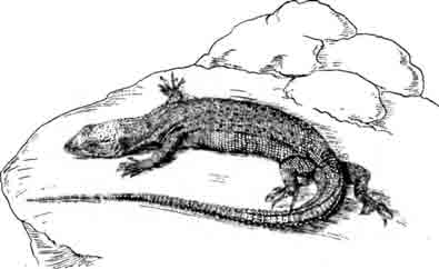 Варан Сторра Varanus storri