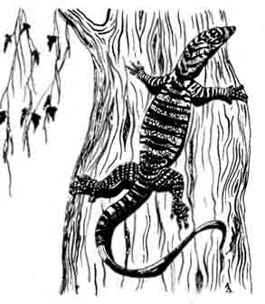 Пестрый варан Varanus varius