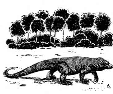 Комодосский варан Varanus komodoensis