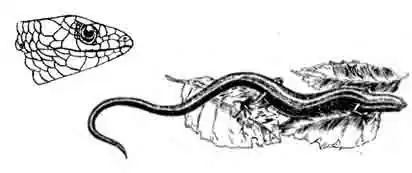 Гологлаз Чернова Ablepharus chernovi Гологлаз Чернова Ablepharus chernovi