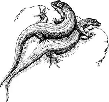 Лейолописма Телфера Leiolopisma telfairii Лейолописма Телфера Leiolopisma telfairii