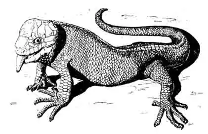 Цепкохвостый сцинк Corucia zebrata Цепкохвостый сцинк Corucia zebrata