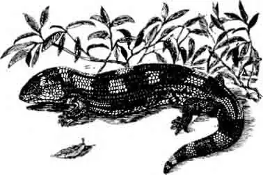 Черно-желтый синеязычный сцинк Tiliqua nigrolutea Черно-желтый синеязычный сцинк Tiliqua nigrolutea