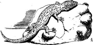 Островная ночная ящерица Xanthusia riversiana