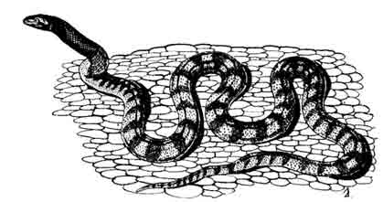 РОД ЧЕРНОГОЛОВЫЕ ПИТОНЫ GENUS ASPIDITES PETERS, 1876