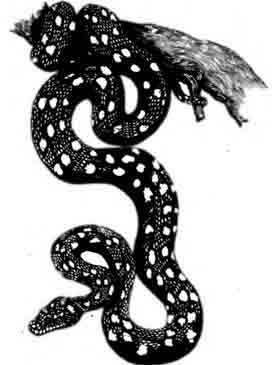 Ромбический питон, или Ковровая змея Morelia spilota